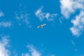 Seagull Flying on a Blue Summer Day