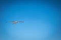 Seagull flying in the clear blue sky