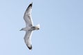 Seagull flying on a clear blue sky Royalty Free Stock Photo