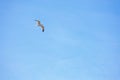 Seagull flying on clear blue sky Royalty Free Stock Photo