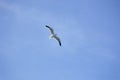 Seagull flying on clear blue sky Royalty Free Stock Photo