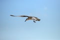 Seagull flying in the clear blue sky with wings spread over the Royalty Free Stock Photo