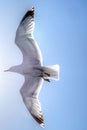 Seagull flying on a clear light blue sky 2 Royalty Free Stock Photo