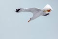 Seagull flying on a clear light grey sky, descending Royalty Free Stock Photo