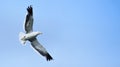 Seagull flying closeup. Royalty Free Stock Photo