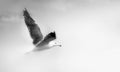 Seagull flying closeup. Royalty Free Stock Photo