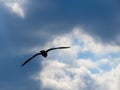 Seagull Flying Through The Cloud Opening In The Blue Sky Royalty Free Stock Photo