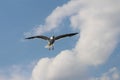 A seagull is flying in the clouds. Royalty Free Stock Photo