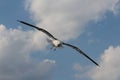 A seagull is flying in the clouds. Royalty Free Stock Photo