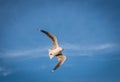 Seagull flying with clouds and blue sky background