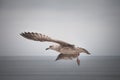 Seagull flying in a cloudy day Royalty Free Stock Photo