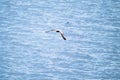 Seagull flying in the cloudy irish sky Royalty Free Stock Photo