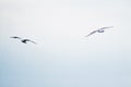 Seagull flying in the cloudy irish sky Royalty Free Stock Photo