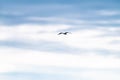 Seagull flying in the cloudy irish sky Royalty Free Stock Photo