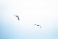 Seagull flying in the cloudy irish sky Royalty Free Stock Photo