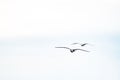 Seagull flying in the cloudy irish sky Royalty Free Stock Photo