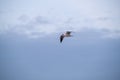 Seagull flying in cloudy sky Royalty Free Stock Photo