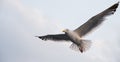 Seagull flying in the cloudy sky. Close-up. Copy space for text. Banner. Royalty Free Stock Photo