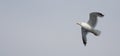 Seagull flying in the cloudy sky. Close-up. Copy space for text. Banner. Royalty Free Stock Photo