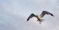 Seagull flying in the cloudy sky. Close-up. Copy space for text. Banner. Royalty Free Stock Photo