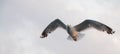 Seagull flying in the cloudy sky. Close-up. Copy space for text. Banner. Royalty Free Stock Photo