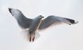 Seagull flying in the cloudy sky. Close-up. Royalty Free Stock Photo