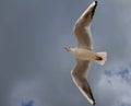 Seagull flying in the cloudy sky