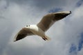 Seagull flying in the cloudy sky