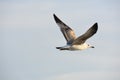 Seagull flying in a cloudy sky Royalty Free Stock Photo
