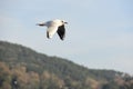 Seagull flying in a cloudy sky Royalty Free Stock Photo