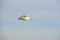 Seagull flying in a cloudy sky Royalty Free Stock Photo