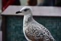 Seagull flying in a cloudy sky Royalty Free Stock Photo