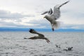 Seagull flying in the cloudy sky under the lake Baikal Royalty Free Stock Photo