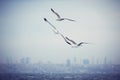 Seagull flying on cloudy white sky with city on horizon Royalty Free Stock Photo