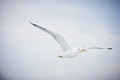 Seagull flying on cloudy white sky Royalty Free Stock Photo