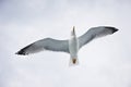 Seagull flying on cloudy white sky Royalty Free Stock Photo