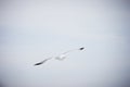 Seagull flying on cloudy white sky Royalty Free Stock Photo