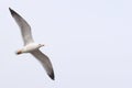Seagull flying on cloudy white sky Royalty Free Stock Photo