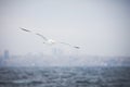 Seagull flying on cloudy white sky over the sea Royalty Free Stock Photo