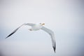 Seagull flying on cloudy white sky Royalty Free Stock Photo