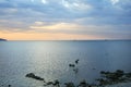 Seagull flying at dawn Royalty Free Stock Photo