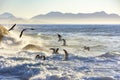 Seagull flying at dawn over the sea Royalty Free Stock Photo