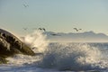 Seagull flying at dawn over the sea and the rocks of Ipanema Royalty Free Stock Photo