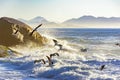 Seagull flying at dawn over the sea and the rocks Royalty Free Stock Photo