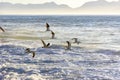 Seagull flying at dawn over the sea Royalty Free Stock Photo