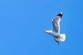 Seagull flying on a deep blue sky Royalty Free Stock Photo