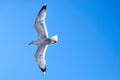 Seagull flying on a deep blue sky with spread wings Royalty Free Stock Photo