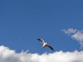 The seagull flying in deep blue skyies Royalty Free Stock Photo