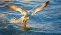 Seagull flying freely, wings spread, beauty in nature motion generated by AI Royalty Free Stock Photo