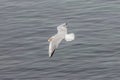 Seagull flying with freshly caught bread Royalty Free Stock Photo